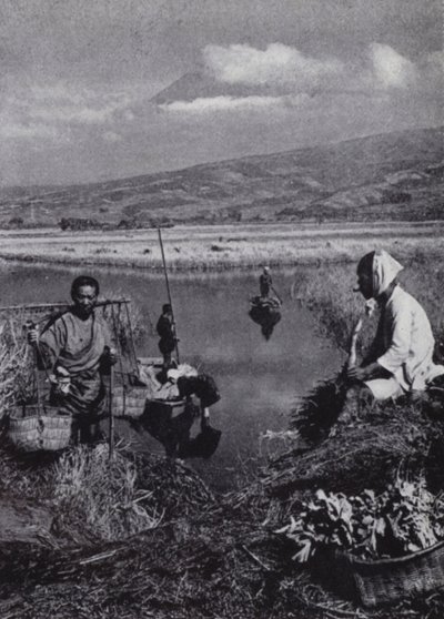 Apanhamento de camponeses apressados no grande desarranjo de vegetais de Suzukawa (foto a p/b) de American Photographer (after)