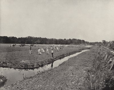 Plantio de arroz na Carolina do Norte (foto a p/b) de American Photographer (after)
