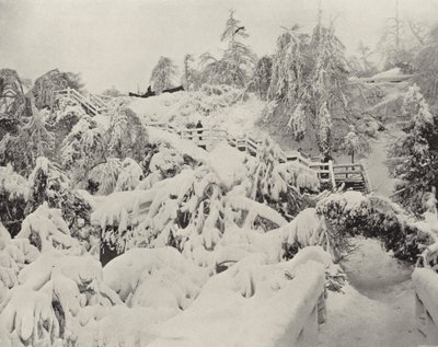 Folhagem de Inverno na Ilha da Luna (foto a p/b) de American Photographer (after)