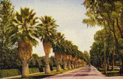 Um passeio de palmeiras perto de Los Angeles (fotografia a cores) de American Photographer