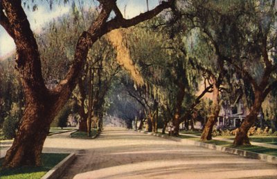 Avenue of Pepper Trees, Pasadena (fotografia a cores) de American Photographer