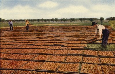 Secagem de alperces, Vale de San Jouquin (fotografia a cores) de American Photographer