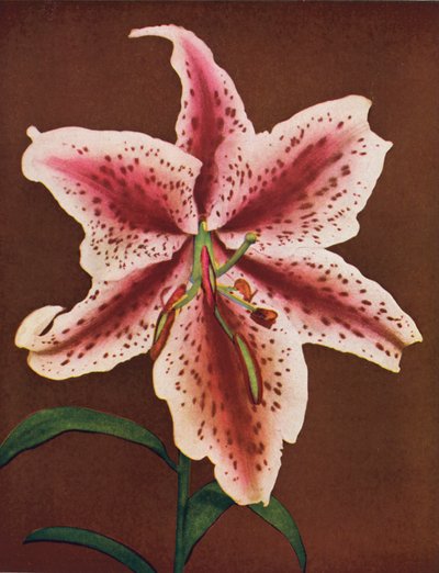 Lírios: Lilium Auratum, Crimson Queen (fotografia a cores) de American Photographer