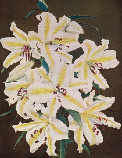 Lírios: Lilium Auratum Platyphyllum (fotografia a cores) de American Photographer