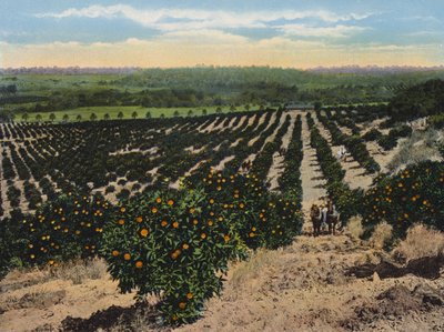 Orange Grove perto de Colfax, Califórnia (fotografia a cores) de American Photographer