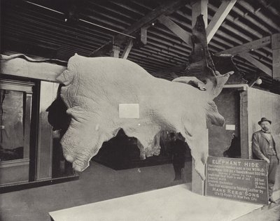 O elefante esconde de American Photographer