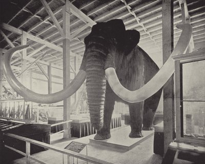 O Grande Mamute Siberiano de American Photographer