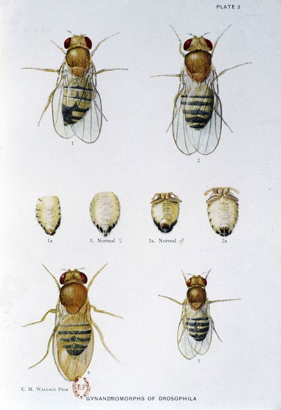 Abeilles - em "Contribuições para a genética da drosophila melanogaster", Thomas H. Morgan de American School