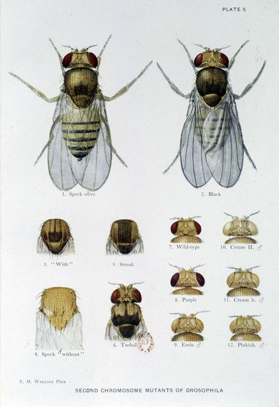 Abeilles - em "Contribuições para a genética da drosophila melanogaster", Thomas H. Morgan de American School