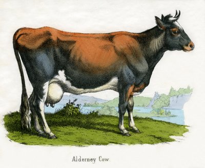 Alderney Cow, de The Natural History of Animals de American School