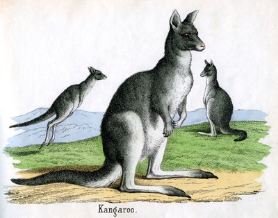 Impressão Antiga de Cangurus de American School