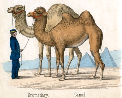 Impressão Antiga de um Camelo e Dromedário de American School