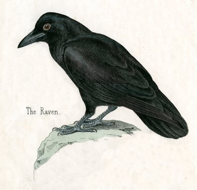Impressão Antiga de um Corvo de American School