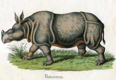 Impressão Antiga de um Rinoceronte de American School