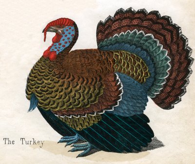 Antique Print of a Turkey de American School