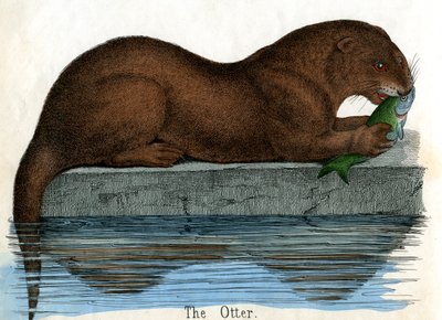 Impressão Antiga de uma Lontra de American School
