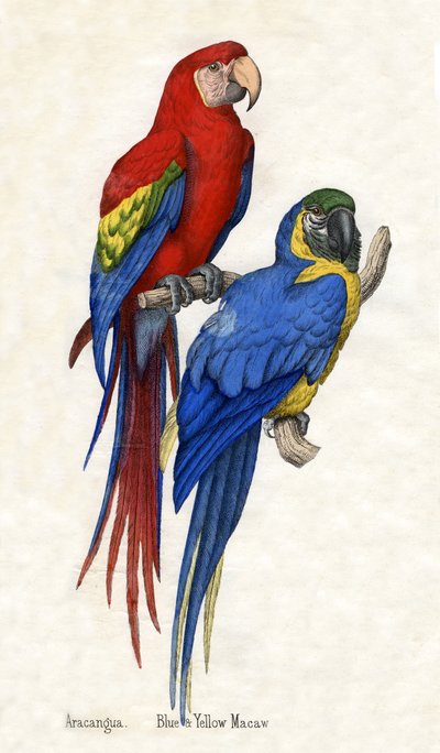 Aracangua e Arara Azul e Amarela, de A História Natural dos Animais de American School