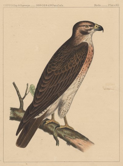 Pássaros, Placa XII, 1855 de American School