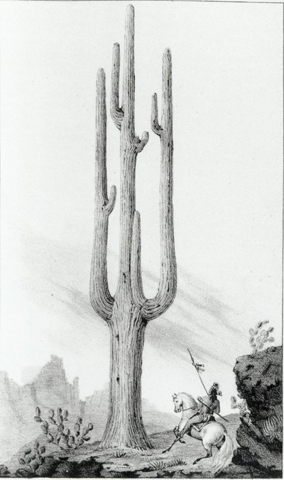 Cereus Giganteus de American School