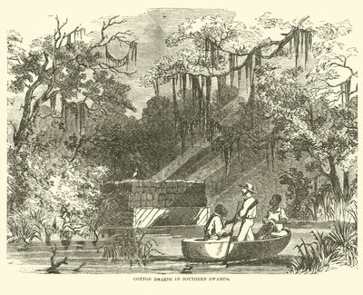 Algas de algodão em Southern Swamps, julho de 1862 de American School