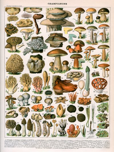 Gravura decorativa de "Champignons" de Demoulin de American School
