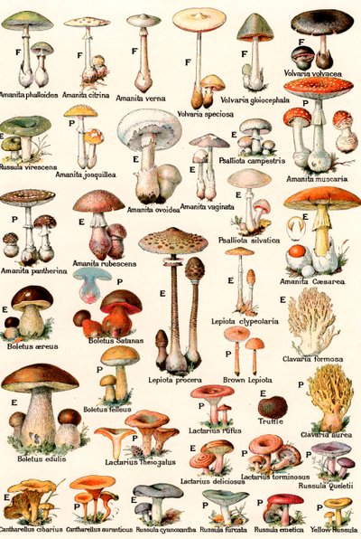 Cogumelos Comestíveis e Venenosos de American School