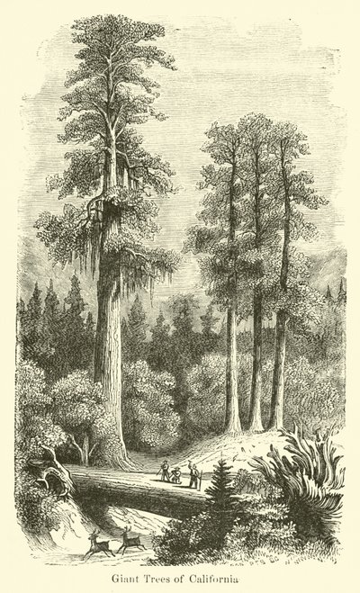 Árvores gigantes da Califórnia de American School