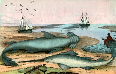 Tubarão-martelo e Peixe-serra de American School