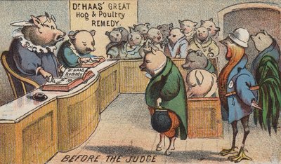 Porco no tribunal de American School