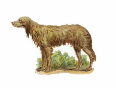 Cão Wolfhound irlandês de American School