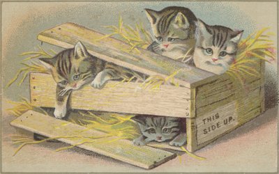 Gatinhos em uma caixa quebrada de American School