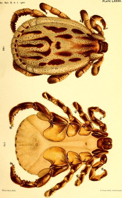 Dermacentor reticulatus masculino, ilustração de "Cattle ticks (Ixodoidea) of the United States" (Carrapatos de Gado (Ixodoidea) dos Estados Unidos da América) de American School
