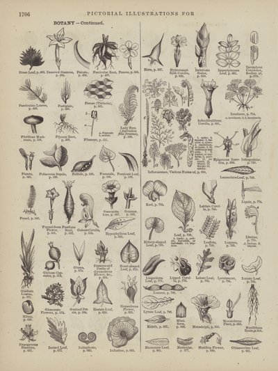 Página do Dicionário Completo de Webster (George Bell de American School