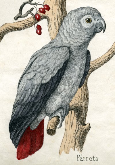 Papagaio, de A História Natural dos Animais de American School