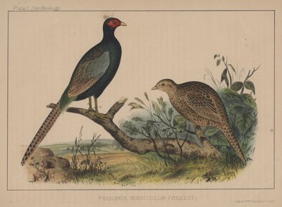 Phasianus Versicolor (Vieillot) de American School