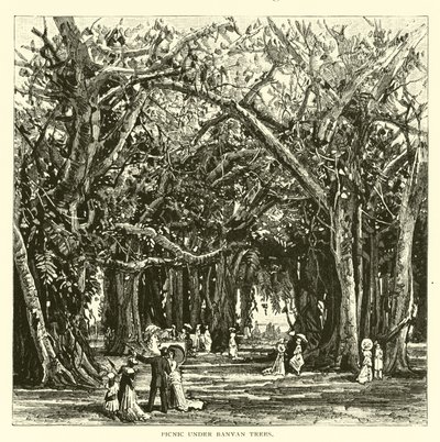 Piquenique sob árvores de banyan de American School