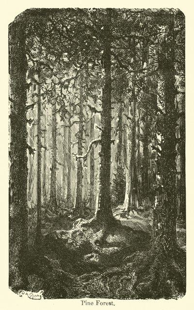 Floresta de pinheiros de American School