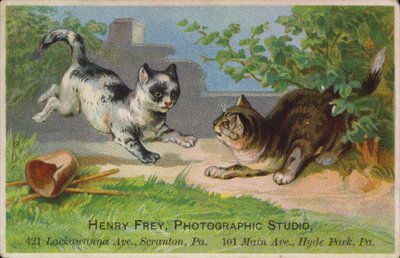 Gatinhos brincalhão de American School