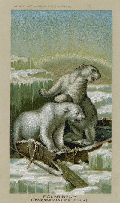 Urso Polar, Thalassarctos Maritimus (chromolitho) de American School