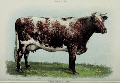 Vaca Shorthorn, de "Biggle Cow Book", de Jacob Biggle, 1898 de American School