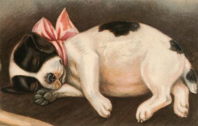 Cachorrinho Dorminhoco Usando um Laço Cor-de-Rosa de American School