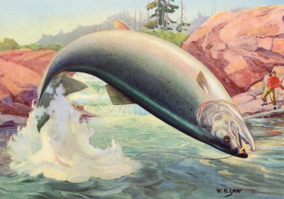 Pesca desportiva: Salmão do Atlântico a saltar de American School