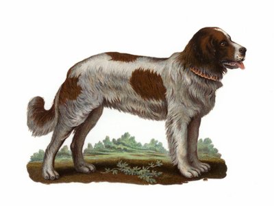 St Bernard Dog de American School