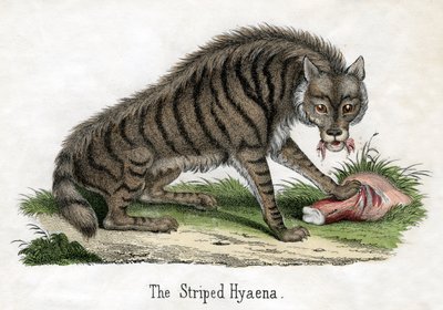 Hiena Listrada, de A História Natural dos Animais de American School