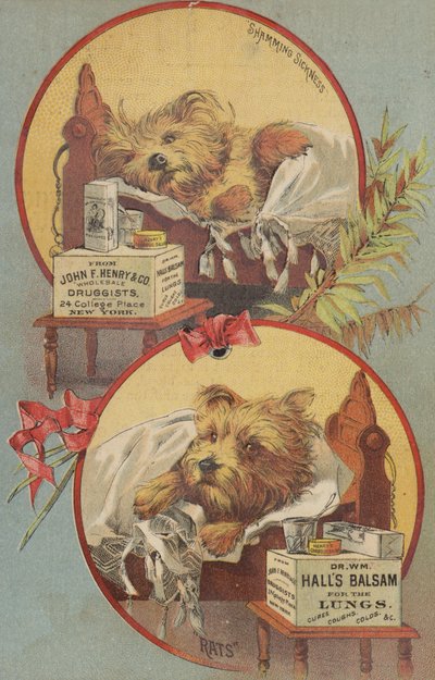 Terrier cachorro na cama de American School