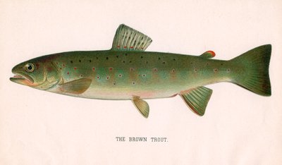 A truta castanha de American School