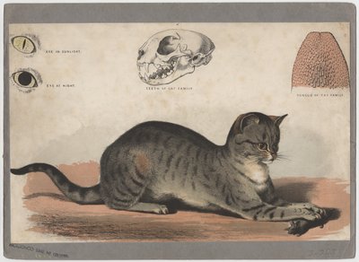 O gato de American School