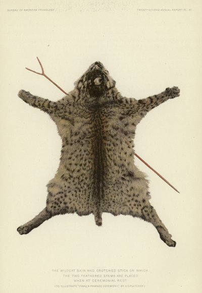 A pele de gato selvagem e a vara em forma de gancho sobre a qual são colocadas as duas hastes emplumadas durante o repouso cerimonial (litografia a cores) de American School