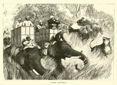 Caça ao Tigre de American School