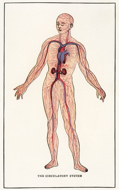 Impressão Anatômica Vintage do Sistema Circulatório Humano de American School